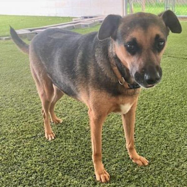 Max 9842 is a Mixed Breed dog, available for adoption in LOXAHATCHEE, FL.