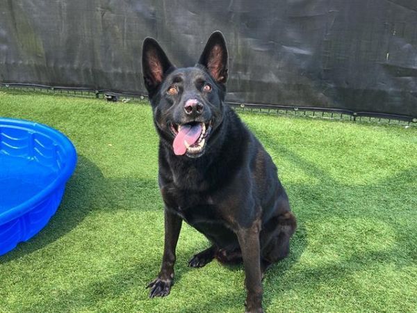 LIZARD is a German Shepherd Dog available for adoption in Tustin, CA.