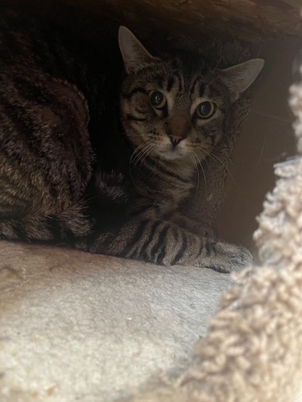 Arthur is a Domestic Short Hair mix cat, available for adoption in Bourbonnais, IL.