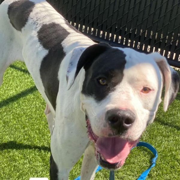 Zena A2019230 is a Great Dane dog, available for adoption in Mission Hills, CA.
