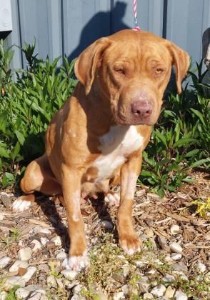 Cali (HW+) is a Labrador Retriever and Shar-Pei dog, available for adoption in Conway, SC.