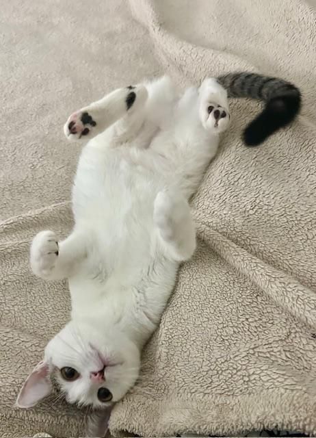 Sasha is a Tabby cat, available for adoption in Los Angeles, CA.