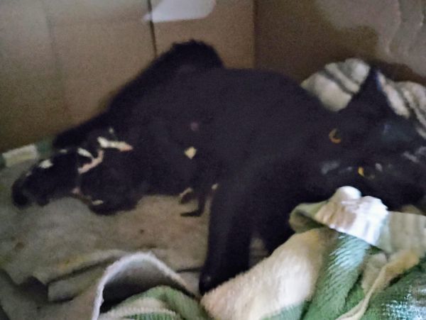 Terrah is a Domestic Short Hair mix cat, available for adoption in St Petersburg, FL.