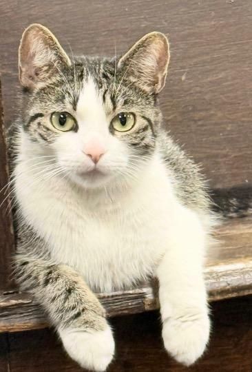 Agnes is a Domestic Short Hair cat, available for adoption in Cincinnati, OH.