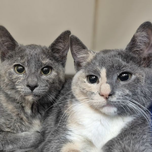 Imogen is a Domestic Short Hair cat, available for adoption in Tinton Falls, NJ.