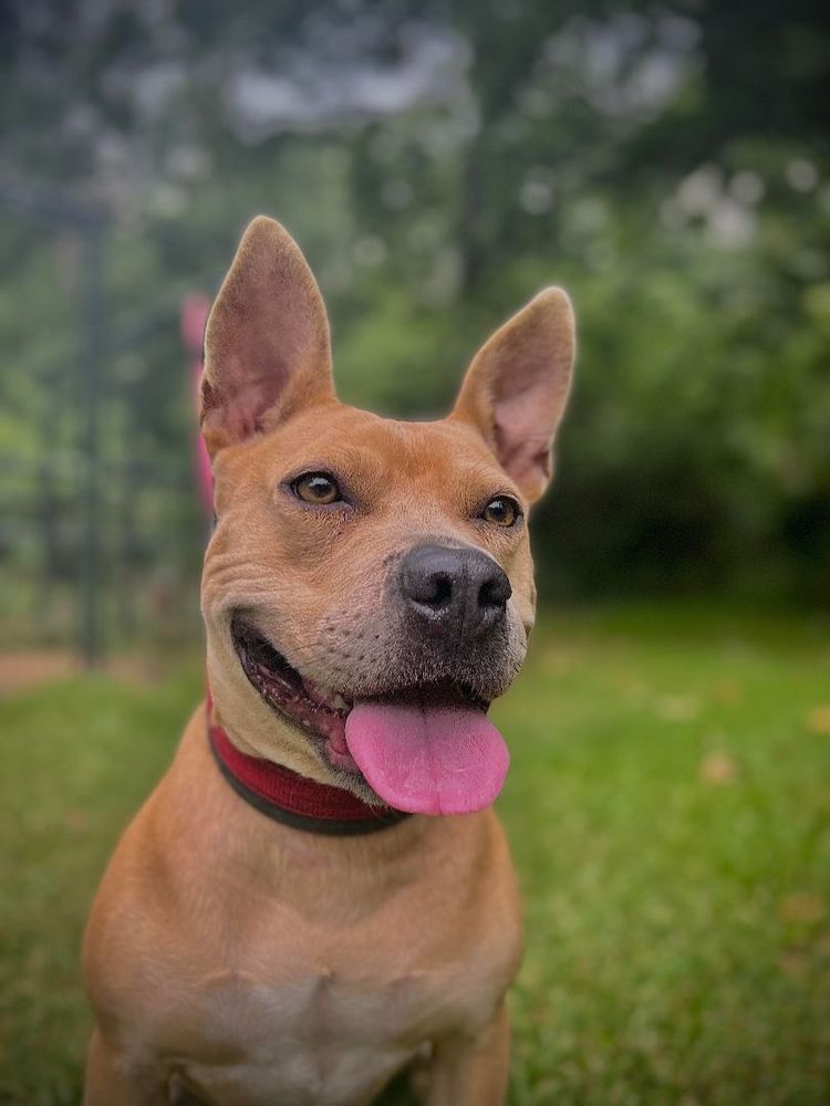 Cassia is a Pit Bull Terrier dog, available for adoption in Belton, SC.