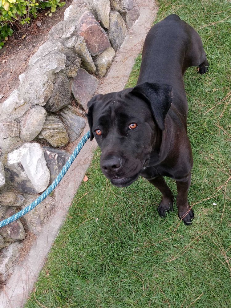 Velvet is a Cane Corso dog, available for adoption in Seattle, WA.