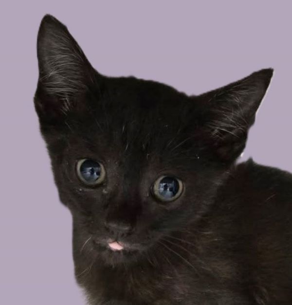 Sienna is a Domestic Short Hair and Tabby cat, available for adoption in Savannah, GA.