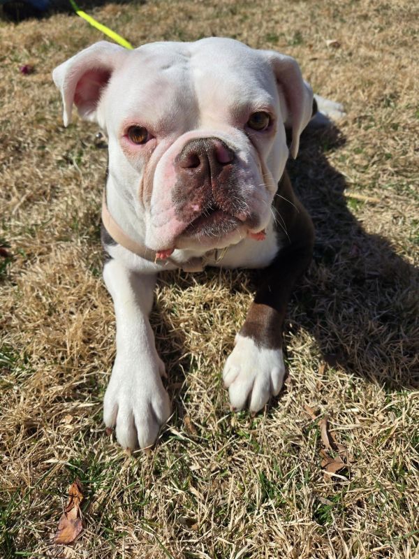 Spaghetti is a American Bulldog and English Bulldog available for adoption in New Hope, PA.