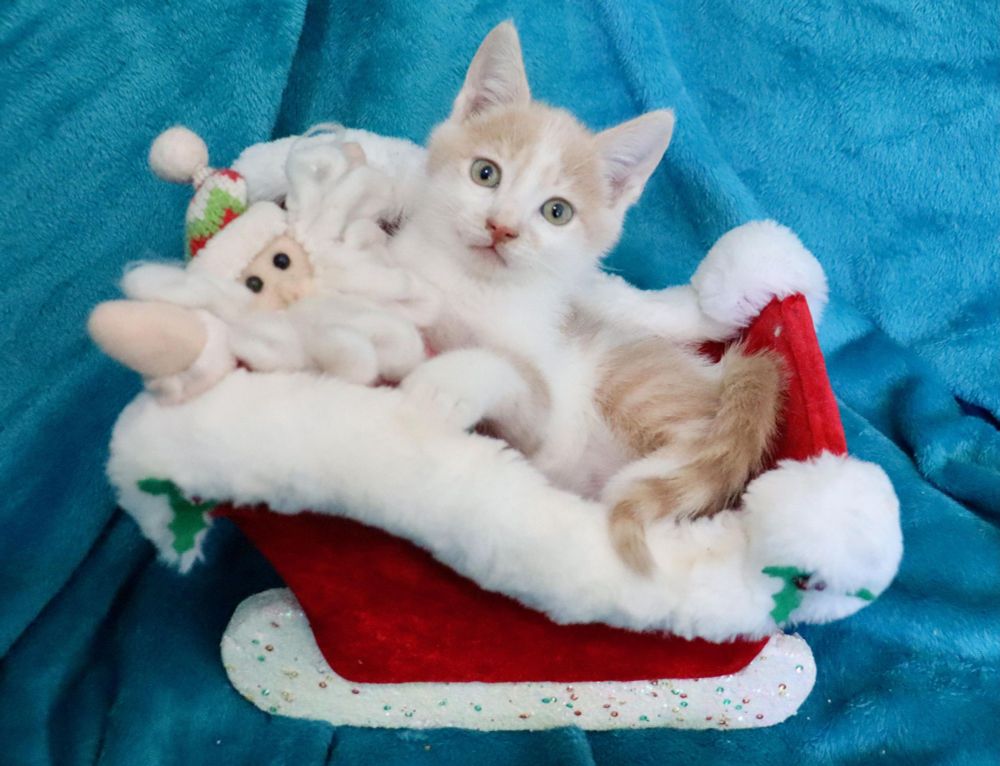 Butterscotch is a Turkish Van and Tabby cat, available for adoption in Saint Augustine, FL.