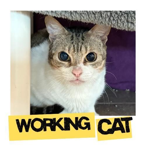 TOONEY is a Domestic Short Hair cat, available for adoption in Fort Lauderdale, FL.