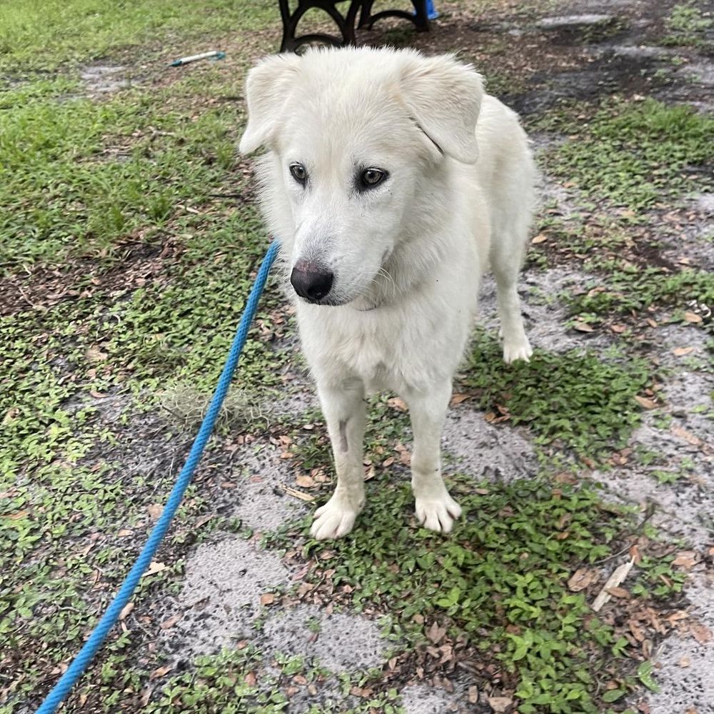 ANASTASIA is a Great Pyrenees dog, available for adoption in Port Saint Lucie, FL.
