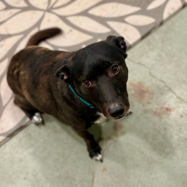 Oreo is a Mixed Breed dog, available for adoption in Canaan, NH.