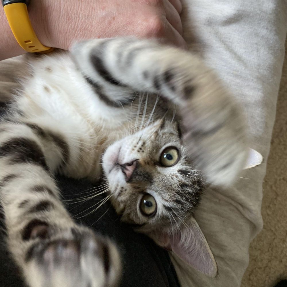 Gunnr & Rikr- high energy happiness is a Domestic Short Hair cat, available for adoption in Manchester, VT.