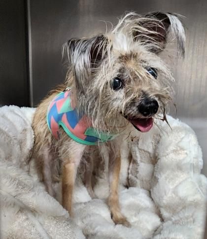 Peanut is a Terrier mix dog, available for adoption in Lafayette, IN.