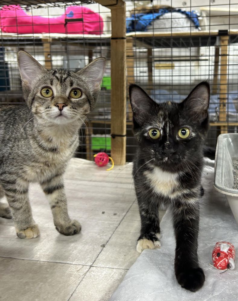 Abigail is a Domestic Short Hair cat, available for adoption in Avon, OH.