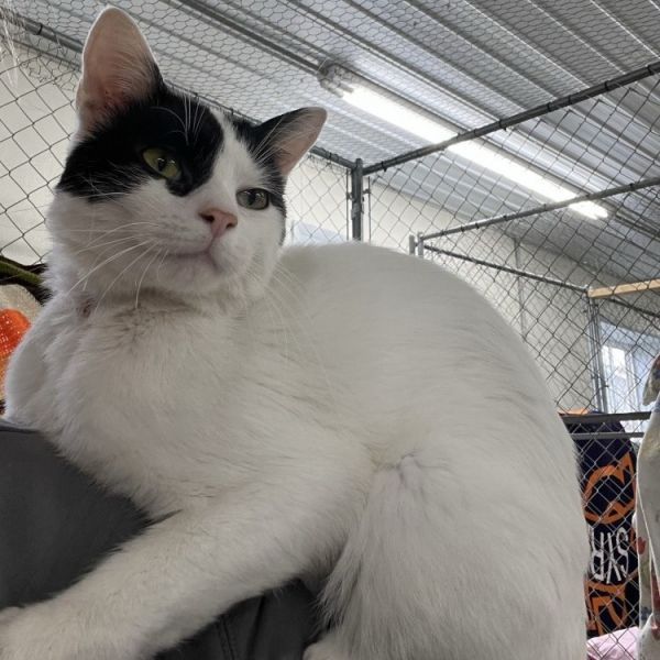 Crank is a Domestic Short Hair cat, available for adoption in East Smithfield , PA.