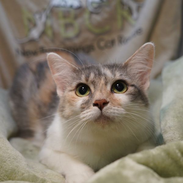Tabitha is a Dilute Calico mix cat, available for adoption in Garland, TX.