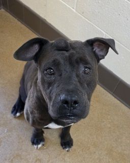 Kimber is a Pit Bull Terrier and Boxer dog, available for adoption in APPLE VALLEY, CA.