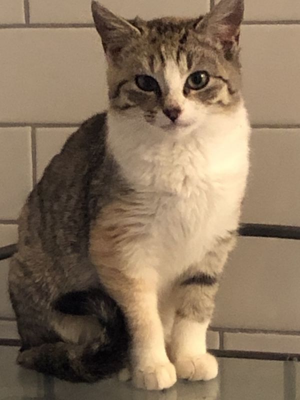 Blue Fairy is a Domestic Short Hair cat, available for adoption in Mount Laurel, NJ.
