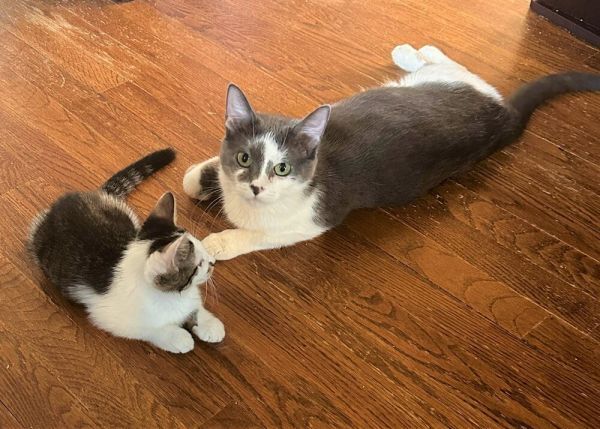 Mischief is a Domestic Short Hair cat, available for adoption in Chicago, IL.