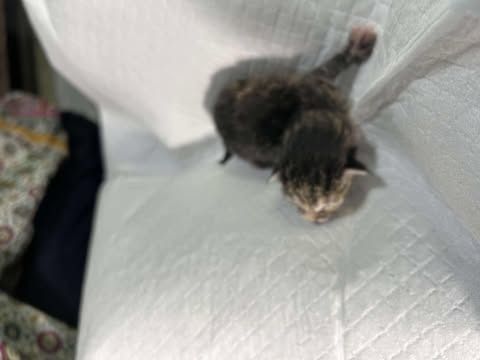 Daisy is a Domestic Short Hair mix cat, available for adoption in Pahrump, NV.