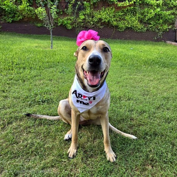Emmy is a Shepherd dog, available for adoption in San Antonio, TX.