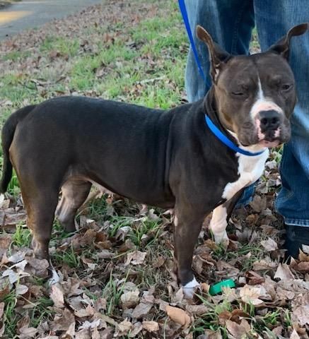 Misty is a Pit Bull Terrier mix dog, available for adoption in Raleigh, NC.