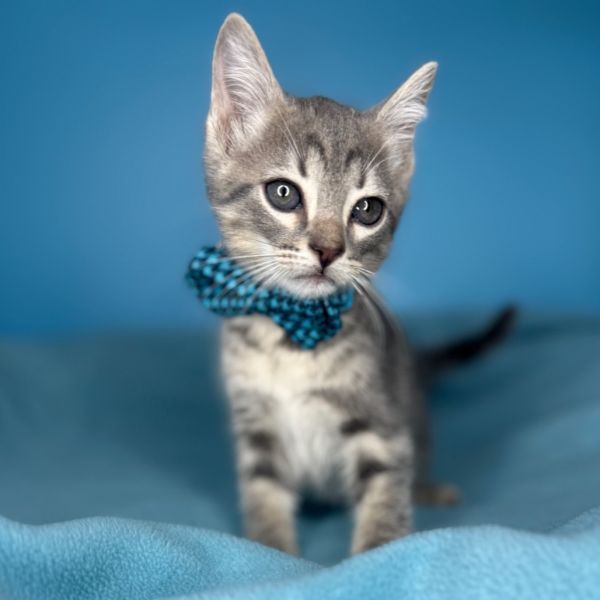 Flip is a Domestic Short Hair cat, available for adoption in San Antonio, TX.