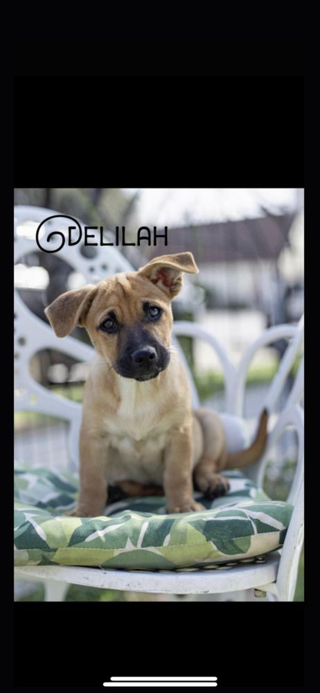Delilah is a Terrier and Beagle dog, available for adoption in Hamden, CT.