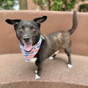 Oreo is a Mixed Breed dog, available for adoption in Canaan, NH.
