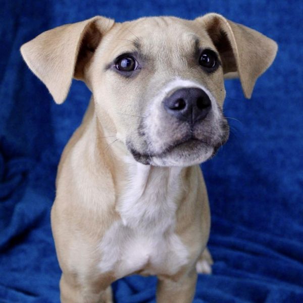Muenster is a Australian Kelpie and American Staffordshire Terrier dog, available for adoption in Austell, GA.