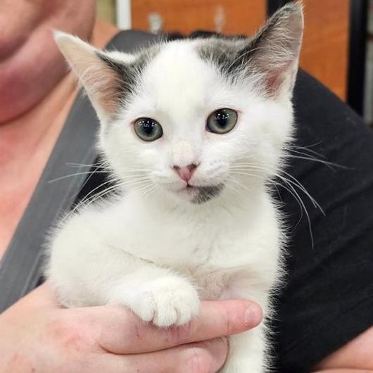 Mischief is a Domestic Short Hair cat, available for adoption in Fairfax, VA.