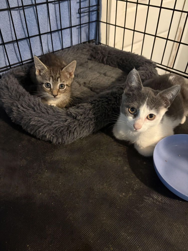 Wendell & Jackson BONDED is a Domestic Short Hair mix cat, available for adoption in North Grosvenordale, CT.