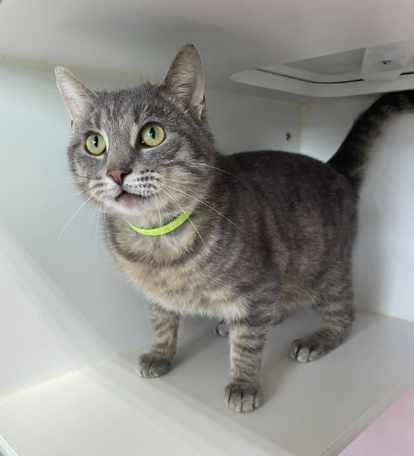 Dexter is a Domestic Short Hair cat, available for adoption in Rochester, IN.