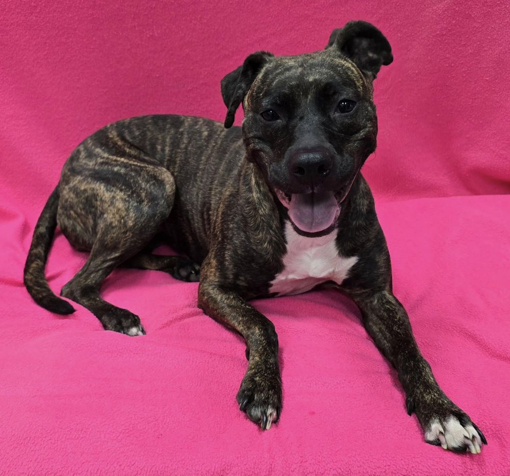 Baby is a Mixed Breed dog, available for adoption in Frankfort, IN.