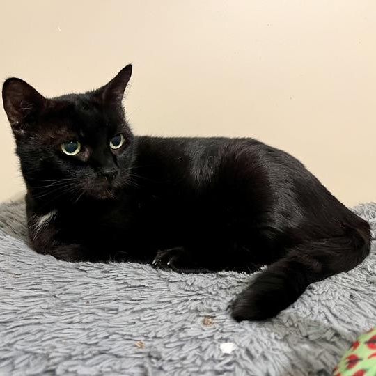 Georgie - Senior Sweetheart is a Domestic Short Hair cat, available for adoption in New York, NY.