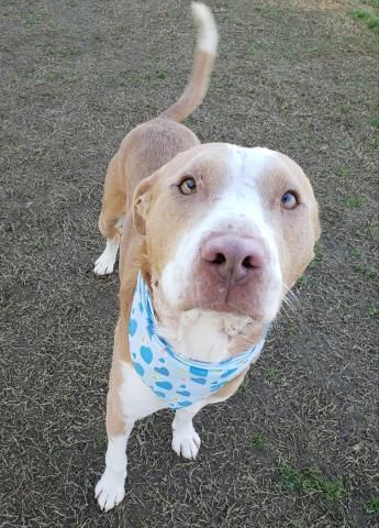 Lovebug is a Pit Bull Terrier dog, available for adoption in Thousand Oaks, CA.