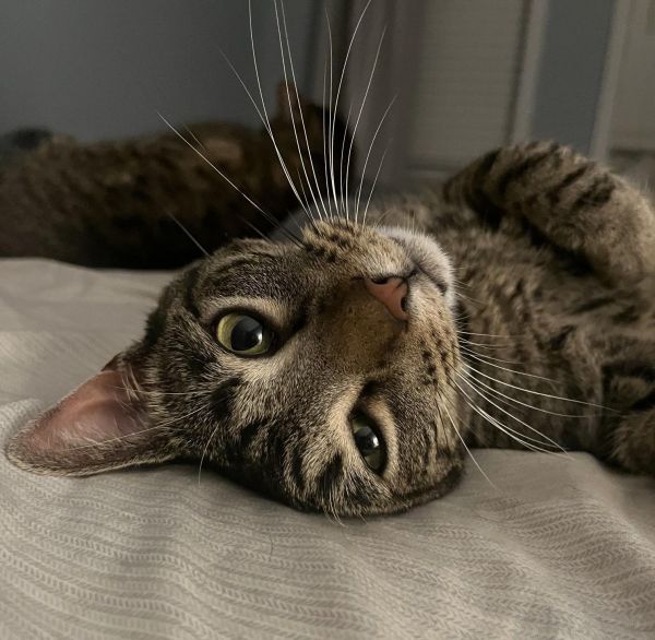 Sebastian is a Domestic Short Hair cat, available for adoption in Mississauga, ON.