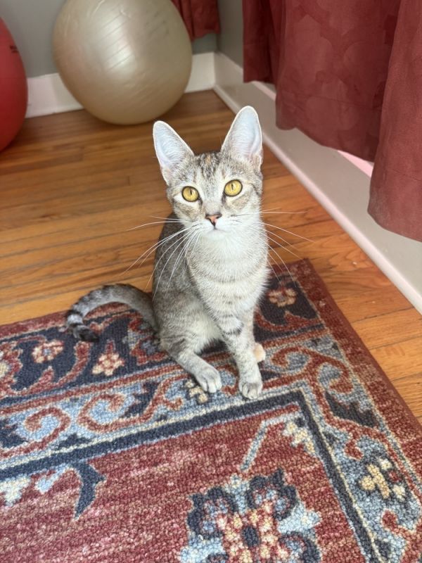 Nala is a Domestic Short Hair cat, available for adoption in Salisbury, NC.