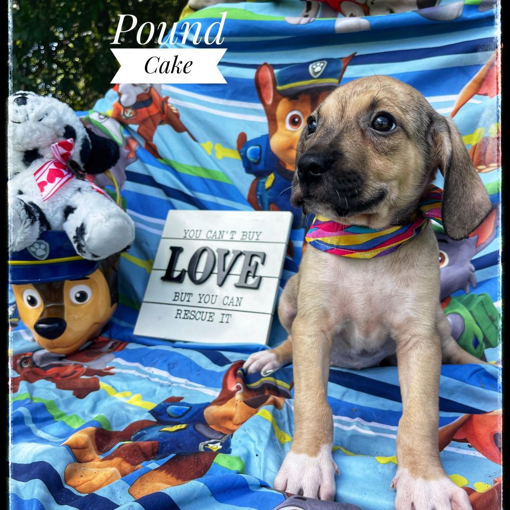 Pound Cake is a Catahoula Leopard Dog and Bluetick Coonhound available for adoption in Sebring, FL.