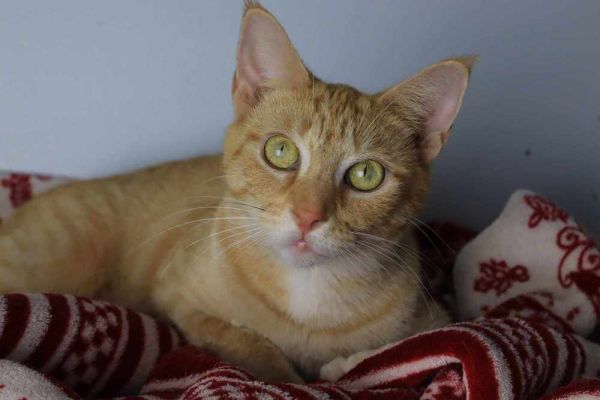 Dani is a Domestic Short Hair cat, available for adoption in Lewisburg, TN.