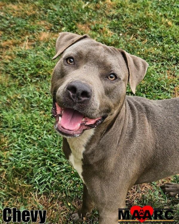 Chevy is a Pit Bull Terrier dog, available for adoption in Maryville, TN.