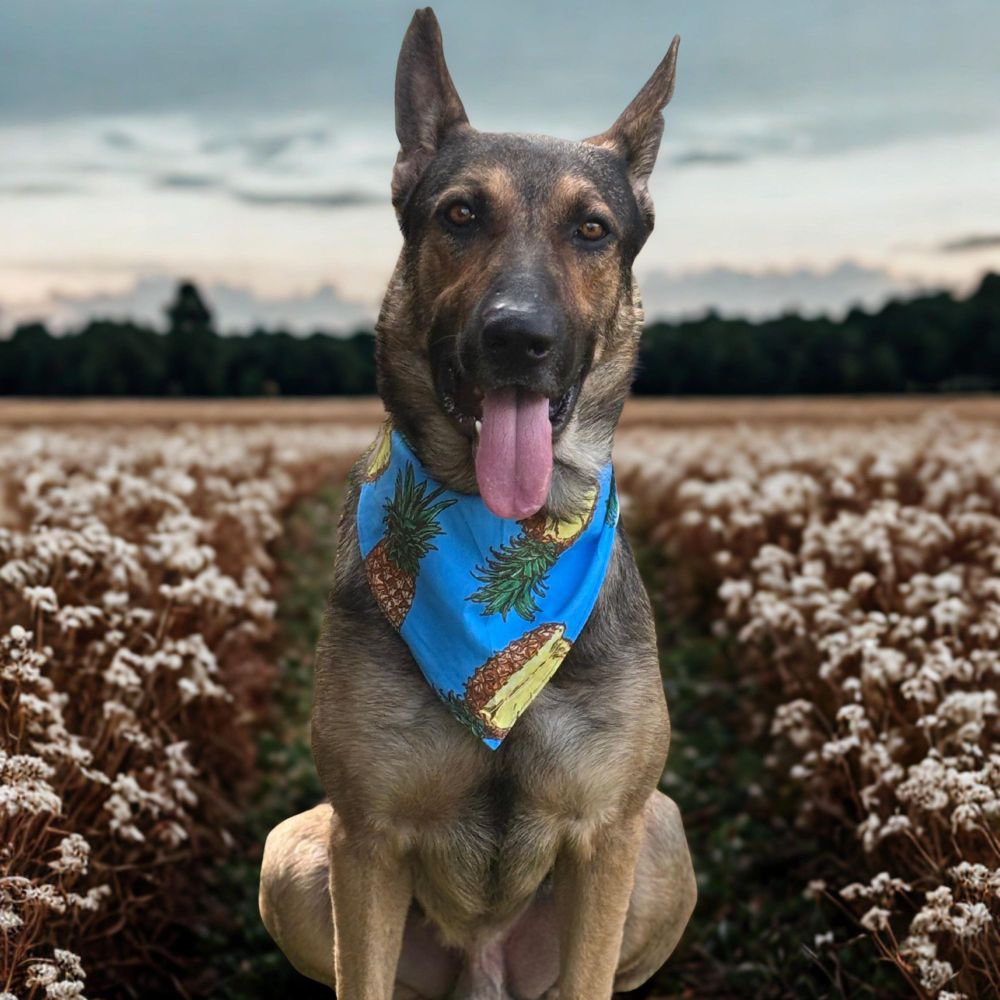 MAX GS is a German Shepherd Dog available for adoption in Allen, TX.