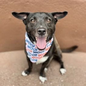 Oreo is a Mixed Breed dog, available for adoption in Canaan, NH.