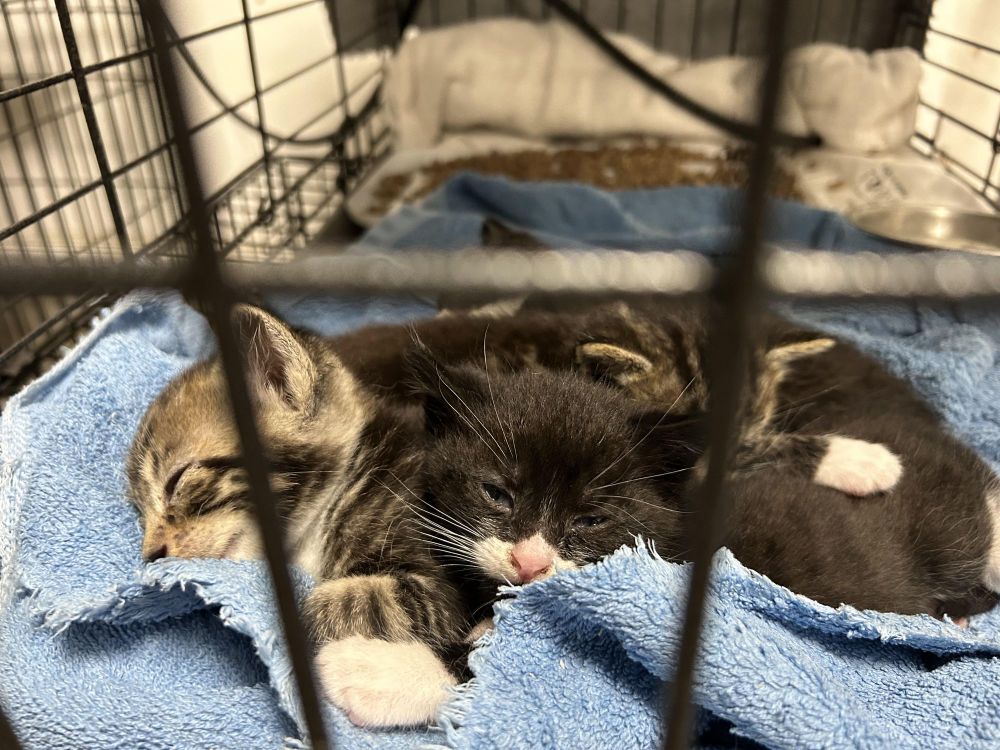 Cricket’s Kittens 5 weeks old. is a Domestic Short Hair cat, available for adoption in West Nyack, NY.