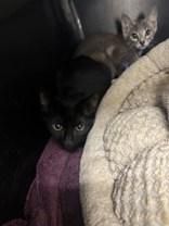 Bird is a Domestic Short Hair cat, available for adoption in Charleston, SC.