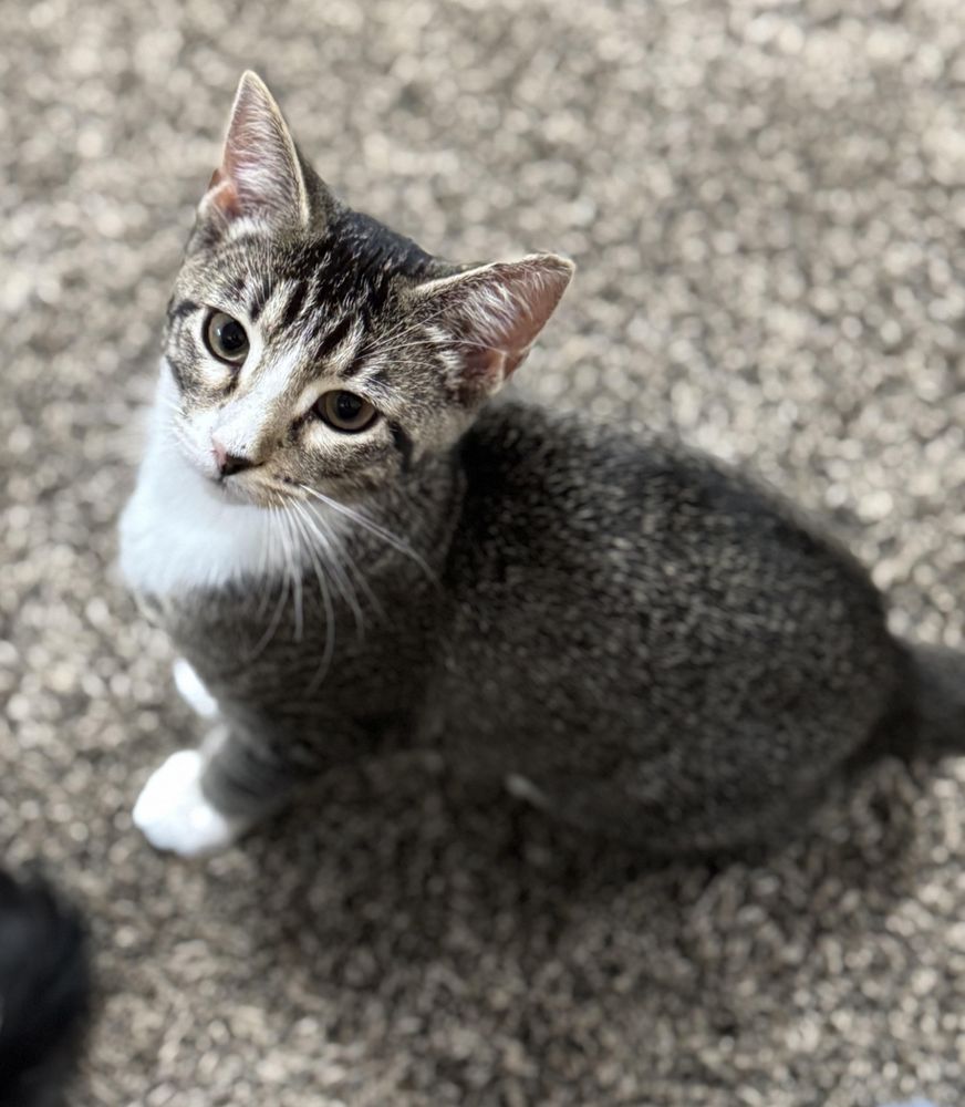 Smoked Cheese Cookie is a Domestic Short Hair cat, available for adoption in Crowley, TX.