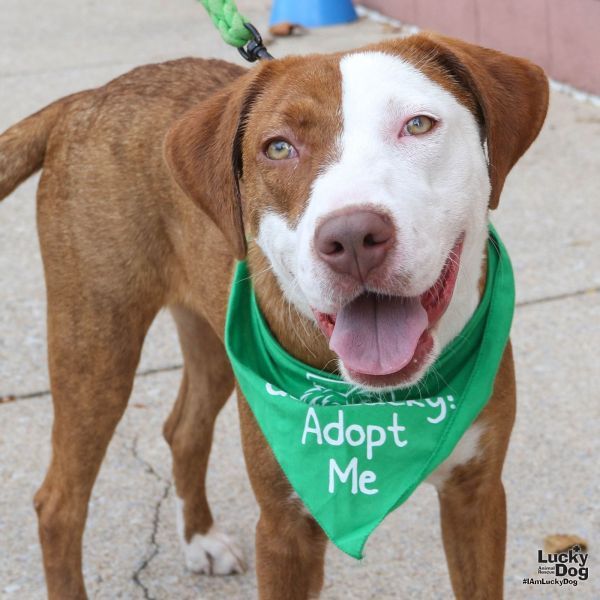 Indigo is a Foxhound and Pointer dog, available for adoption in Washington, DC.