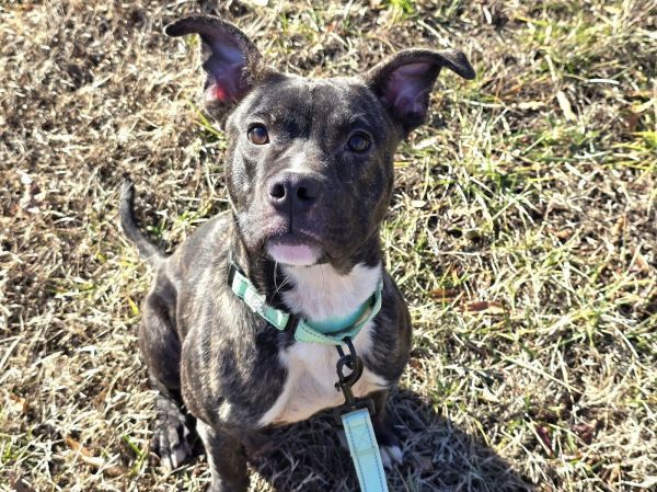 Gonzo is a Pit Bull Terrier mix dog, available for adoption in Millersville, MD.